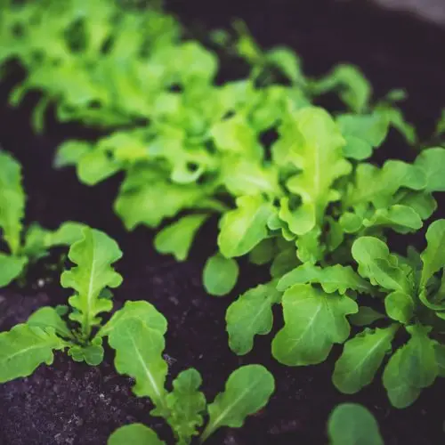 botanical-cooking-eco-5809