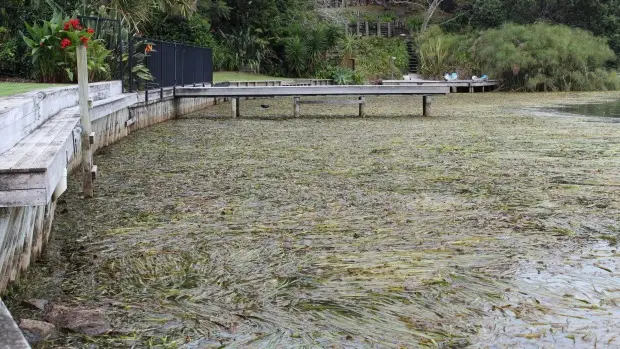 Lake Pupuke in Takapuna has had ongoing issues with eelgrass overgrowth.