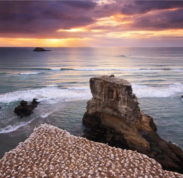 The mainland gannet breeding colonies at Otakamiro point in Muriwai,