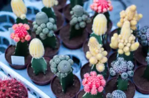 Screen Shot 2017-01-19 at 10.13.42 am