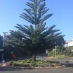 Mairangi Community Planting Day Lifestyle